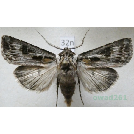 Agrotis vestigialis (Hufnagel, 1766) male Rolnica szkółkówka Poland32n